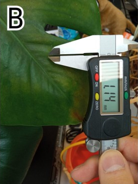 Measuring the bugs, 1.14 mm long