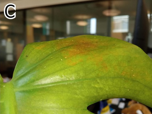Close-up photo of leaf with bugs