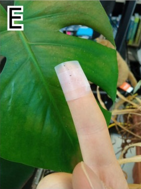 Sampling bugs by sticking them with office tape